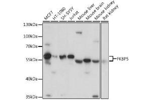 Western blot analysis of extracts of various cell lines, using FKBP5 antibody. (FKBP5 antibody  (AA 308-457))