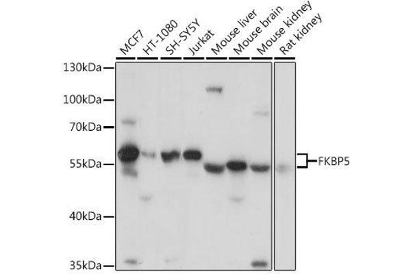 FKBP5 Antikörper  (AA 308-457)