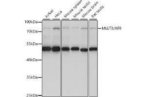 Western blot analysis of extracts of various cell lines, using MLLT3/ antibody (ABIN7269603) at 1:1000 dilution. (AF9 antibody  (AA 1-150))