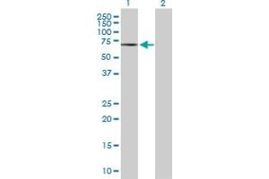 Western Blot analysis of CAMKK1 expression in transfected 293T cell line by CAMKK1 MaxPab polyclonal antibody. (CAMKK1 antibody  (AA 1-505))