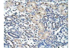 Image no. 1 for anti-Eukaryotic Translation Initiation Factor 4H (EIF4H) (AA 149-198) antibody (ABIN203036) (EIF4H antibody  (AA 149-198))
