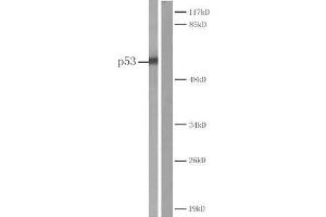 Western blot analysis of extracts from COS7 cells Left: Using P53 (Ab-20) antibody (E022030). (p53 antibody)