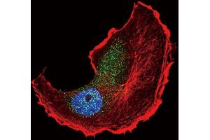 Confocal immunofluorescent analysis of Phospho-TSC2- Antibody (ABIN389863 and ABIN2839723) with MCF-7 cell followed by Alexa Fluor 488-conjugated goat anti-rabbit lgG (green). (Tuberin antibody  (pSer1798))
