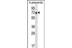 GNE Antibody (N-term) (ABIN656219 and ABIN2845536) western blot analysis in human placenta tissue lysates (35 μg/lane). (GNE antibody  (N-Term))