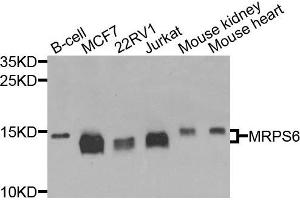 Western blot analysis of extracts of various cells, using MRPS6 antibody.