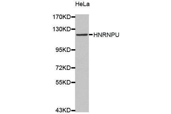 HNRNPU antibody  (AA 608-825)