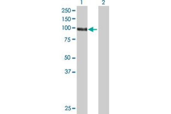 DGKG antibody  (AA 1-766)