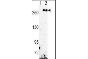 Western Blotting (WB) image for anti-Fatty Acid Synthase (FASN) (AA 942-973) antibody (ABIN391654)