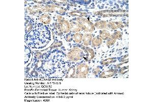 Human kidney (KCNAB2 antibody  (Middle Region))