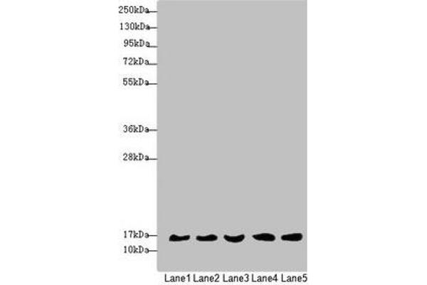 MRPS16 antibody  (AA 1-137)
