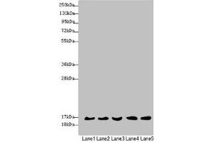 Western blot All lanes: MRPS16 antibody at 1. (MRPS16 antibody  (AA 1-137))