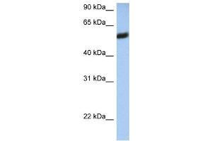 WB Suggested Anti-HLA-F Antibody Titration:  0.
