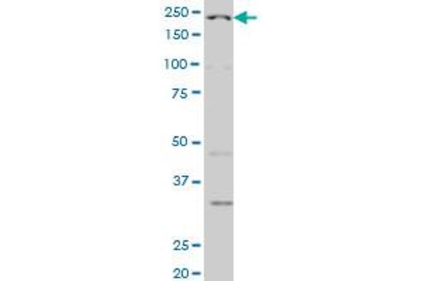 RECQL2 antibody  (AA 1322-1432)