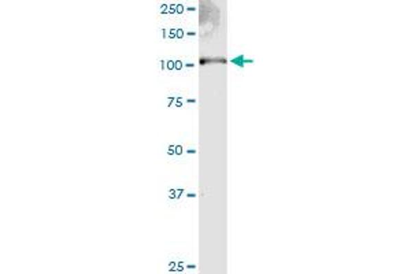 EXT2 antibody  (AA 216-315)