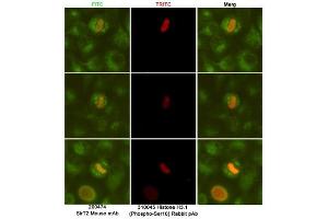 Immunofluorescent analysis of Hela cells fixed fixed by anhydrous methanol at -20 °C and using SirT2 (dilution 1:50) mouse mAb (green) and Histone H3. (SIRT2 antibody)