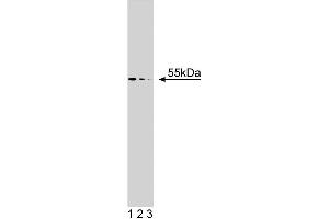 Western blot analysis of beta-Arrestin on a mouse macrophage lysate. (beta Arrestin 1 antibody  (AA 262-409))