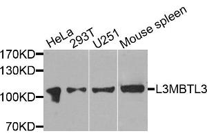 Western blot analysis of extracts of various cells, using L3MBTL3 antibody. (L3MBTL3 antibody)