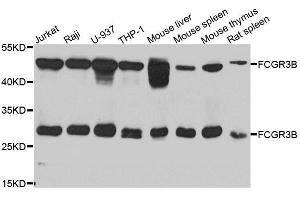 Western blot analysis of extracts of various cell lines, using FCGR3B antibody. (FCGR3B antibody  (AA 1-233))
