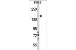 Western blot analysis of SORCS1 Antibody (N-term) (ABIN652682 and ABIN2842454) in K562 cell line lysates (35 μg/lane).