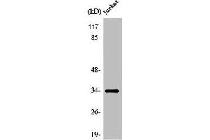 Western Blot analysis of COLO205 cells using Olfactory receptor 8D1 Polyclonal Antibody (OR8D1 antibody  (C-Term))