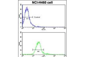 Flow cytometric analysis of NCI-H460 cells using ROR1 Antibody (bottom histogram) compared to a negative control cell (top histogram). (ROR1 antibody  (N-Term))