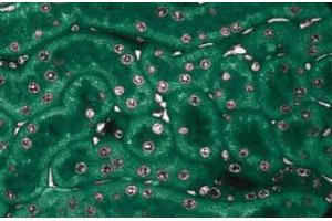 Immunofluorescence staining of rabbit kidney. (NEK2 antibody  (AA 244-444))