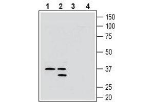 Western blot analysis of rat brain membranes (lanes 1 and 3) and mouse brain membranes (lanes 2 and 4): - 1, 2. (GPR171 antibody  (2nd Extracellular Loop))