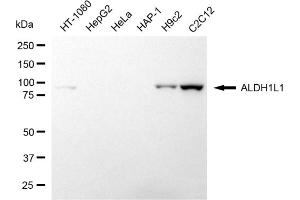 Western blotting analysis using ALDH1L1 antibody (ABIN7797560).