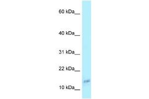 WB Suggested Anti-COX6A1 Antibody Titration: 1. (COX6A1 antibody  (N-Term))