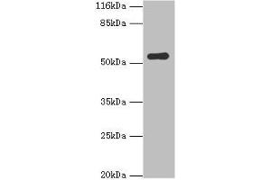 Western blot All lanes: SIL1 antibody at 2 μg/mL + Mouse kidney tissue Secondary Goat polyclonal to rabbit IgG at 1/10000 dilution Predicted band size: 52 kDa Observed band size: 52 kDa (SIL1 antibody  (AA 32-174))