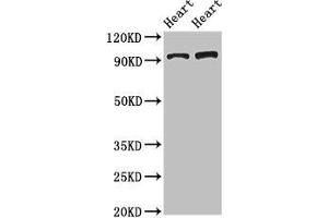 Western Blot Positive WB detected in: Rat heart tissue, Mouse heart tissue All lanes: GPAM antibody at 3.