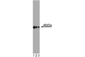 Western Blot analysis of Oct3/4 in human and mouse ES cell lines. (OCT4 antibody  (AA 252-372))