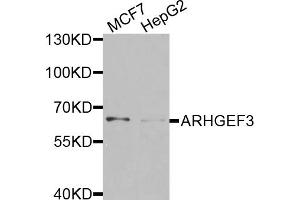 Western blot analysis of extracts of various cell lines, using ARHGEF3 antibody.
