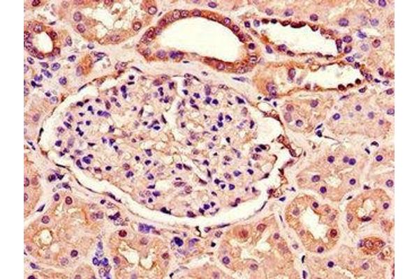 RAB3IP antibody  (AA 1-132)