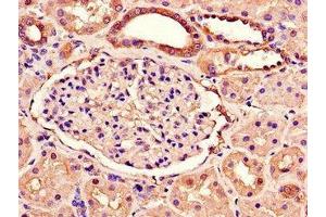 Immunohistochemistry of paraffin-embedded human kidney tissue using ABIN7166981 at dilution of 1:100 (RAB3IP antibody  (AA 1-132))