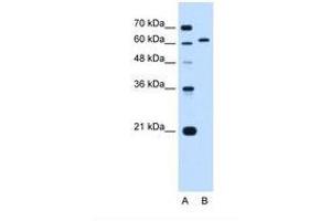 Image no. 1 for anti-Lamin B2 (LMNB2) (AA 21-70) antibody (ABIN6738243)