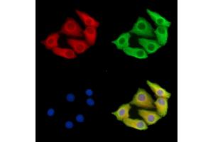 ABIN7095739 and ABIN7099801 staining Hela cells by IF/ICC. (MGAT5 antibody)