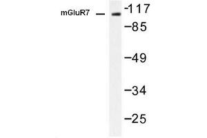 Image no. 1 for anti-Glutamate Receptor, Metabotropic 7 (GRM7) antibody (ABIN265440) (GRM7 antibody)