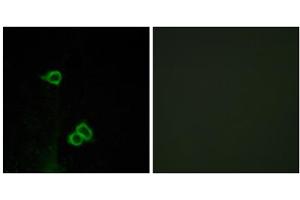 Immunofluorescence analysis of COS-7 cells, using CXCR7 antibody. (CXCR7 antibody  (C-Term))