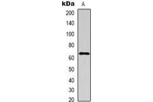 Western blot analysis of IL-16 expression in A549 (A) whole cell lysates. (IL16 antibody  (N-Term))