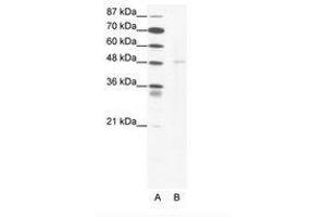 Image no. 1 for anti-DEK Oncogene (DEK) (N-Term) antibody (ABIN202370) (DEK antibody  (N-Term))