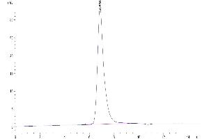 The purity of Human SIRP alpha V2 is greater than 95 % as determined by SEC-HPLC. (SIRP AlphaV2 protein (His tag))
