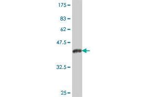 Western Blot detection against Immunogen (38. (STAC antibody  (AA 209-318))