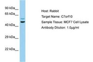 Image no. 1 for anti-Chromosome 7 Open Reading Frame 10 (C7orf10) (AA 104-153) antibody (ABIN6749953) (C7orf10 antibody  (AA 104-153))