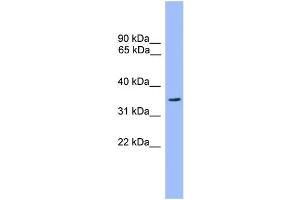 WB Suggested Anti-OR2C3 Antibody Titration: 1.
