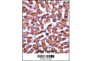 CIAO1 Antibody immunohistochemistry analysis in formalin fixed and paraffin embedded human liver tissue followed by peroxidase conjugation of the secondary antibody and DAB staining. (CIAO1 antibody  (AA 155-183))