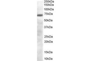 Image no. 1 for anti-PR Domain Containing 4 (PRDM4) (C-Term) antibody (ABIN374481)