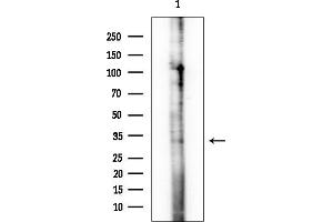 Western blot analysis of lysates from HUVEC cells, using OR2G3 Antibody at 1/1000 dilution.