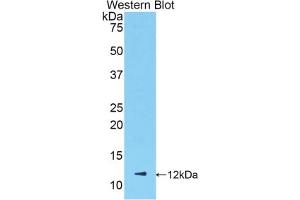 Detection of Recombinant NAP3, Mouse using Polyclonal Antibody to Chemokine (C-X-C Motif) Ligand 1 (CXCL1) (CXCL1 antibody  (AA 25-96))