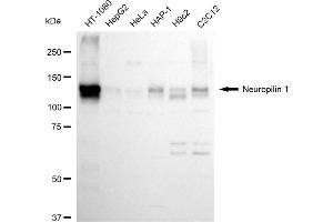 Western blotting analysis using Neuropilin 1 antibody (ABIN7799586).